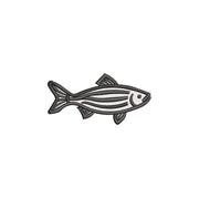 Zebra Danios - Zebra Danios OSFM
