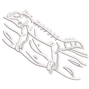 Sleeping Lizard digitized embroidery design