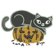 Cat on Pumpkin